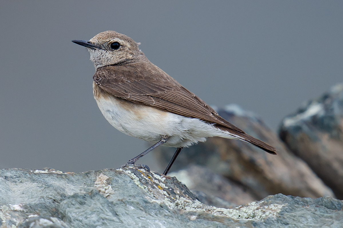 Pied Wheatear