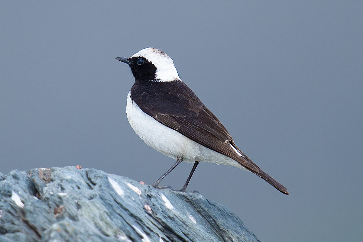 Pied Wheatear