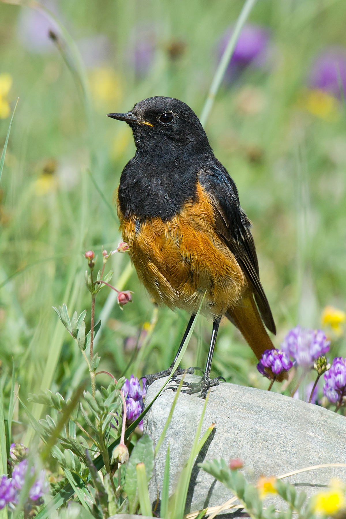 Black Redstart