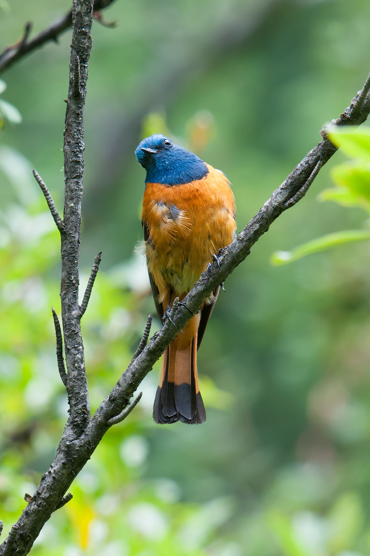 Blue-fronted Redstart