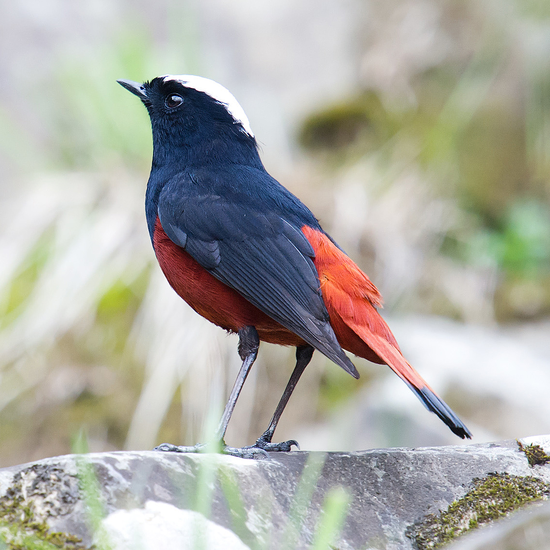 White-capped Redstart