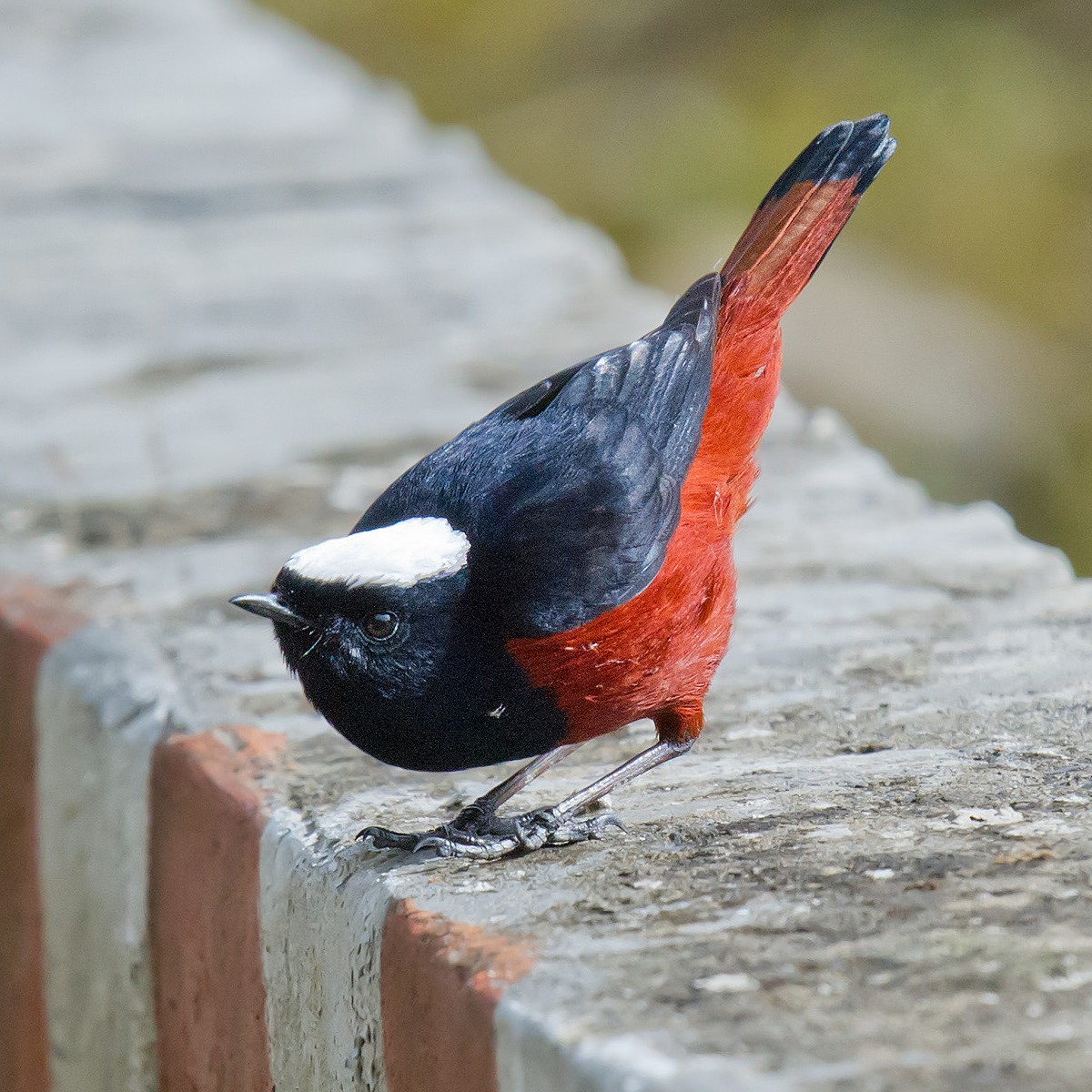 White-capped Redstart