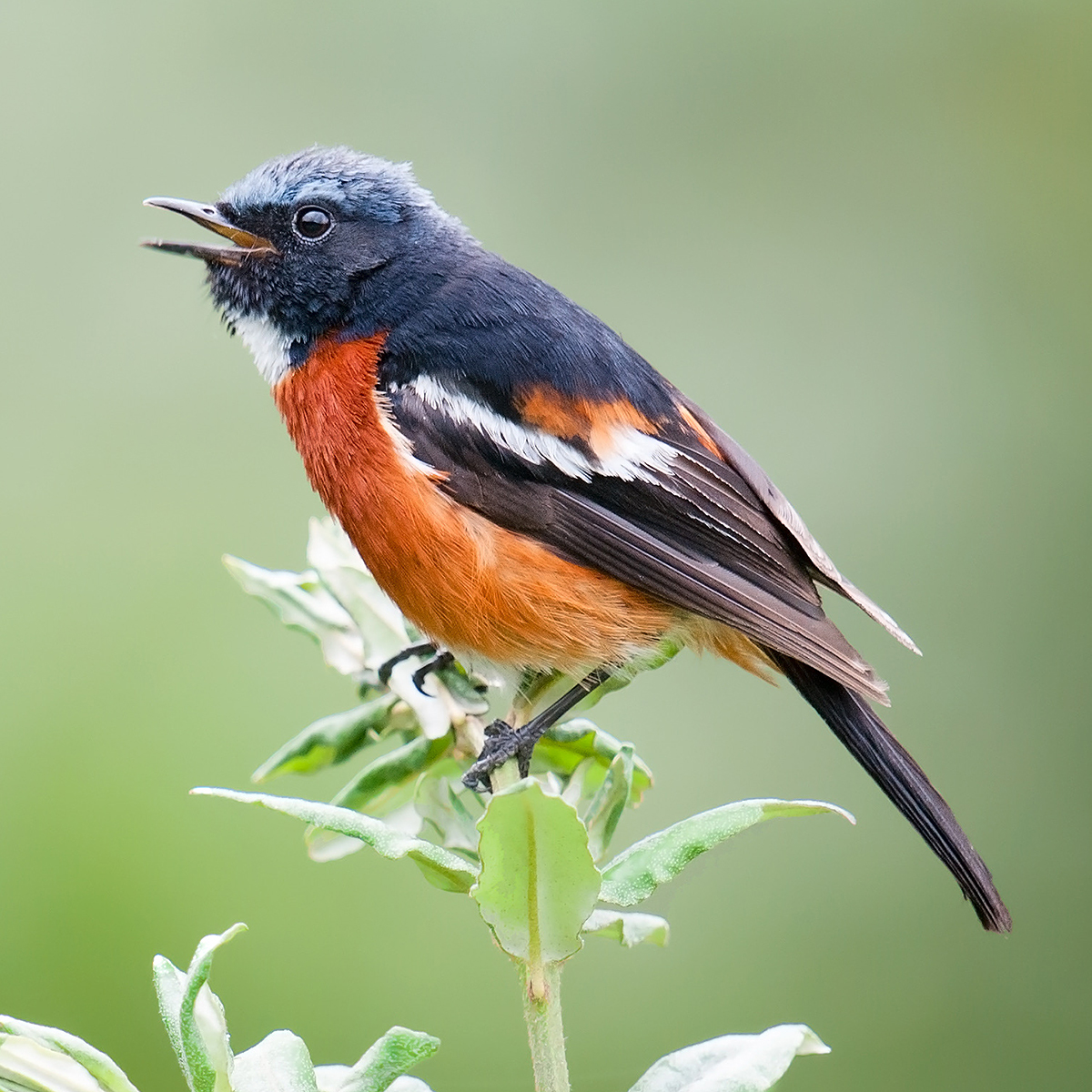 White-throated Redstart