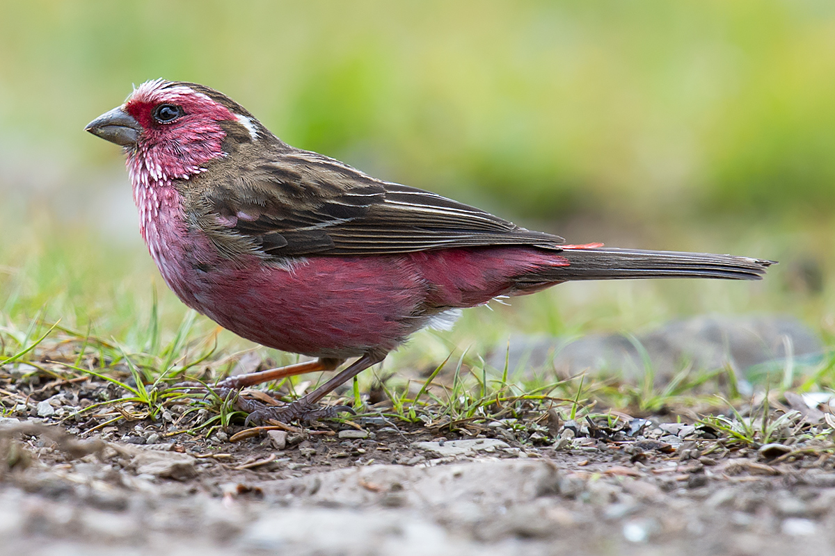 Chinese White-browed Rosefinch