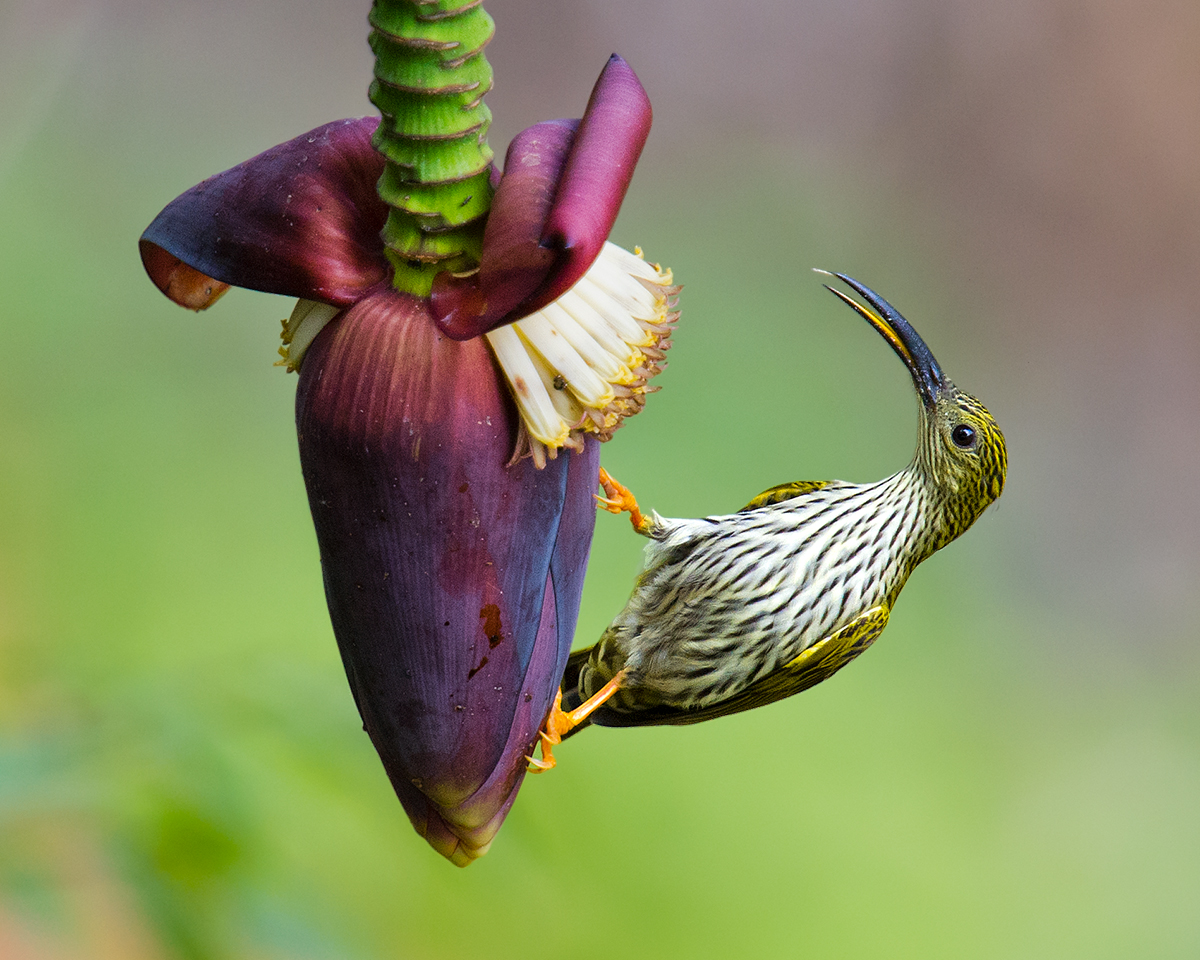 Streaked Spiderhunter