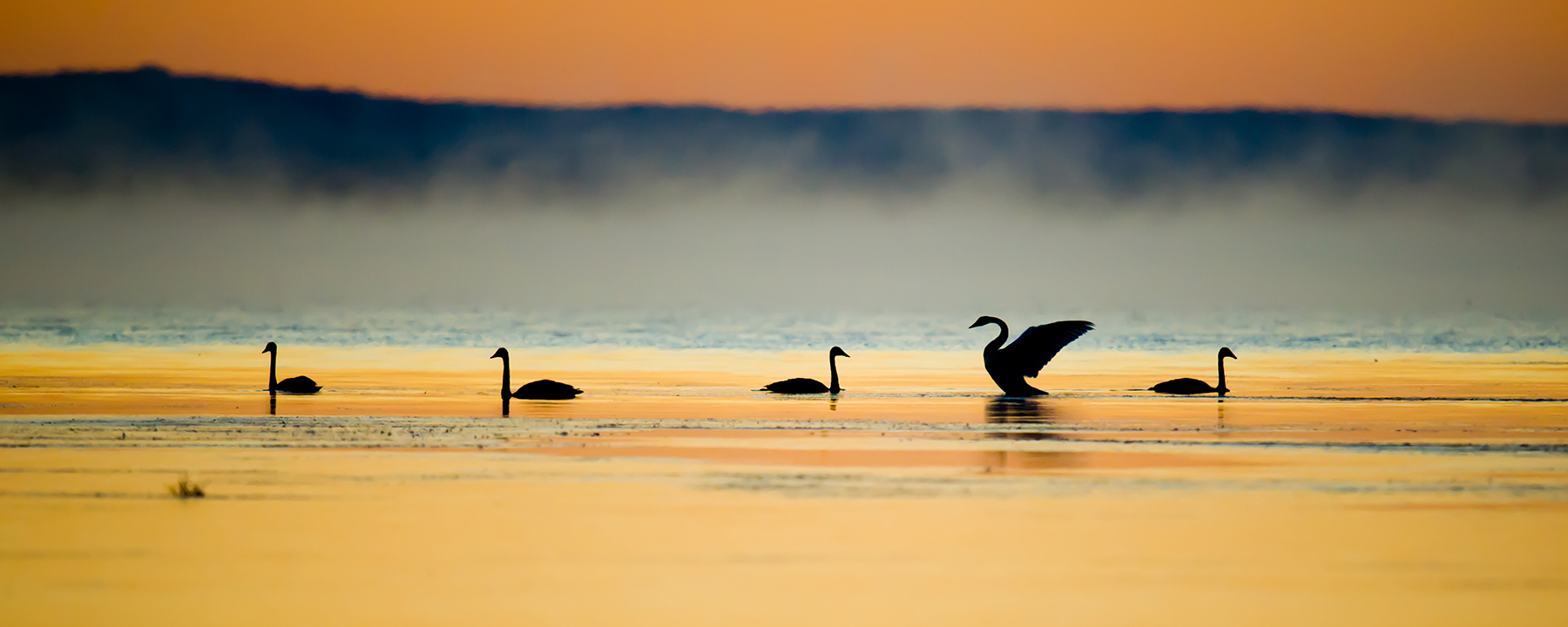 Tundra Swan