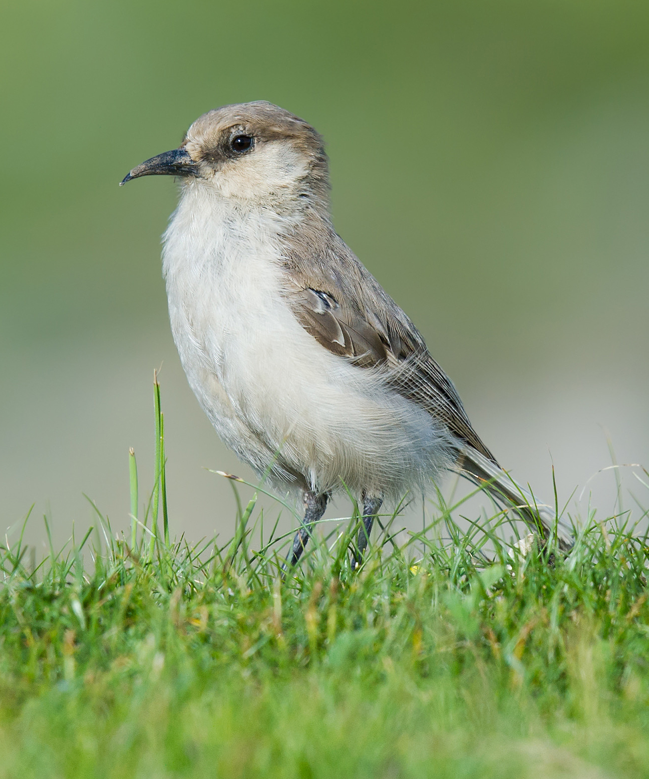 Ground Tit