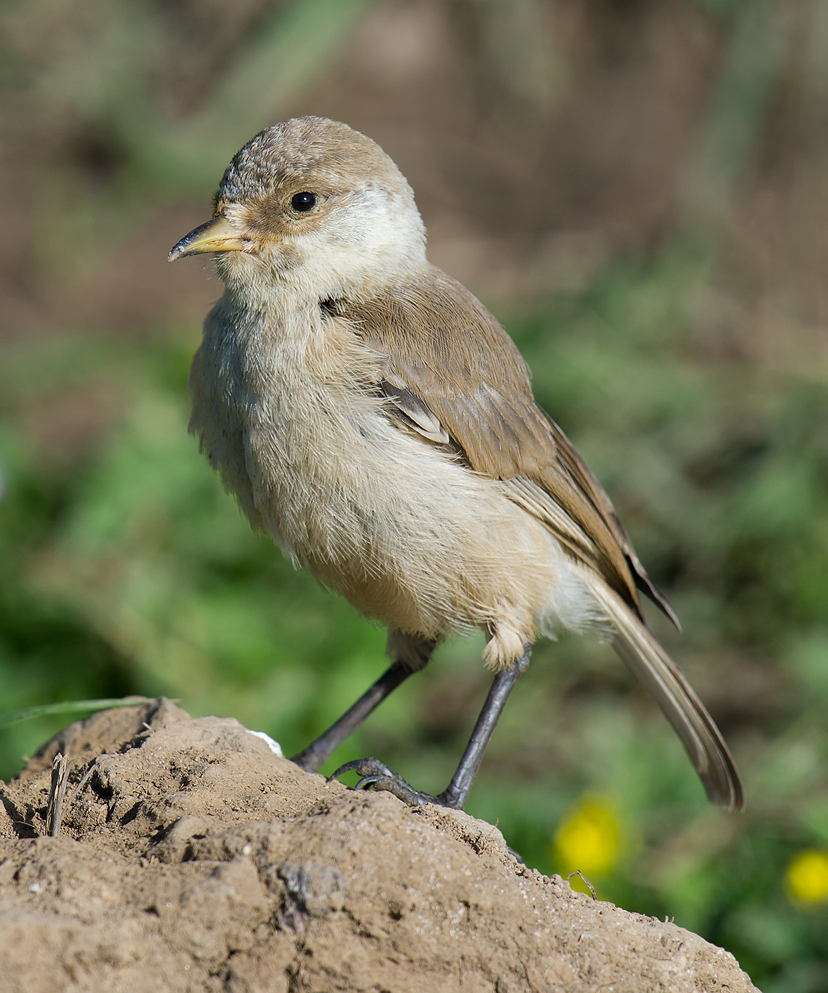 Ground Tit