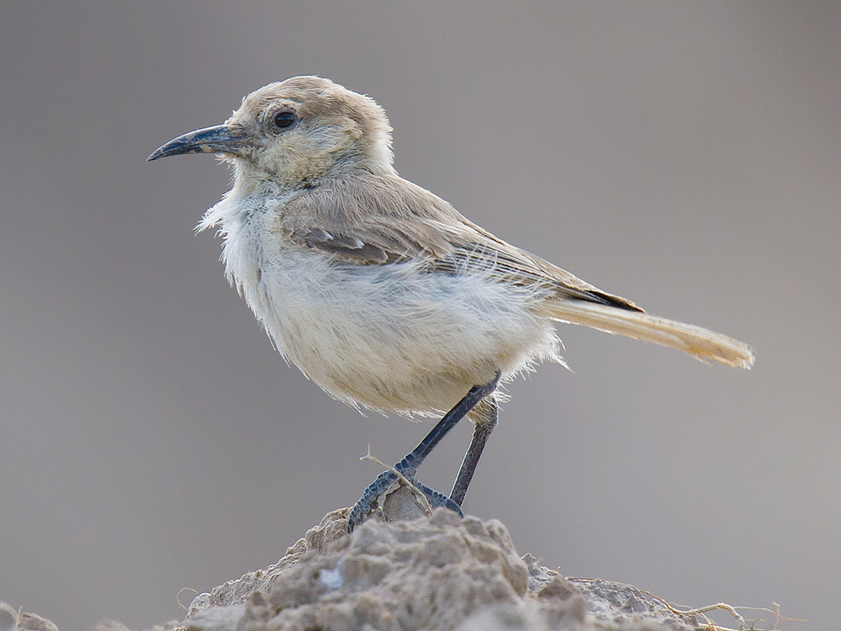 Ground Tit