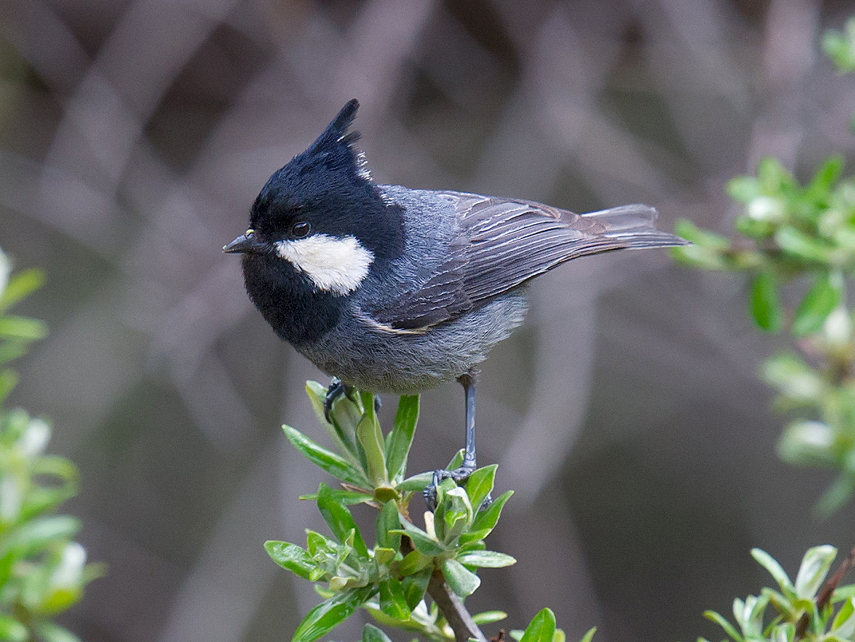 Rufous-vented Tit