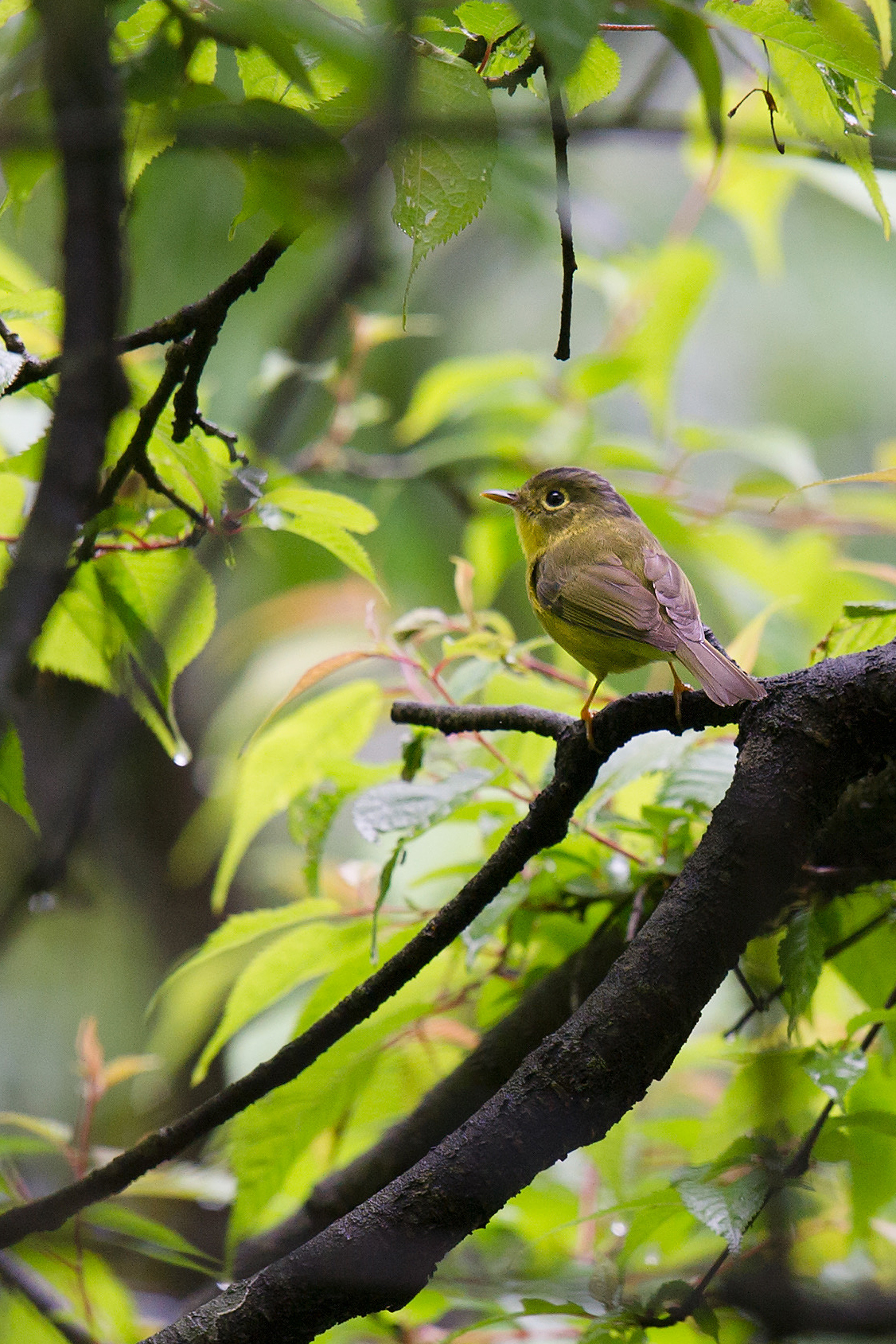 Bianchi's Warbler