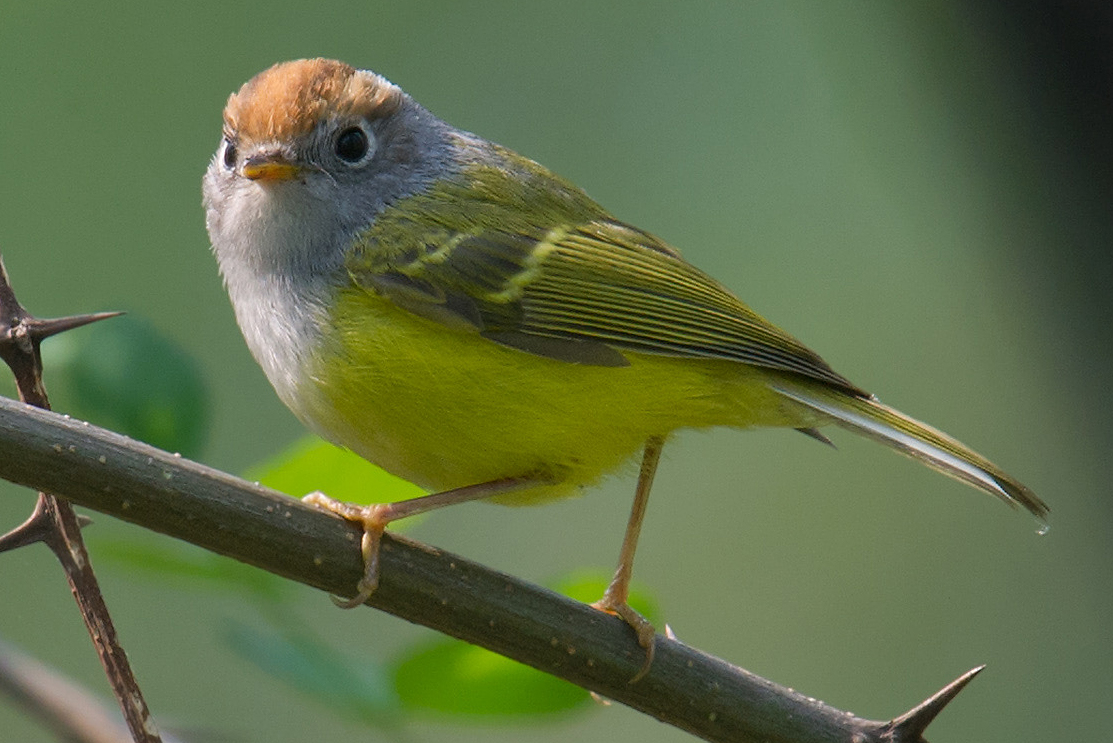 Chestnut-crowned Warbler