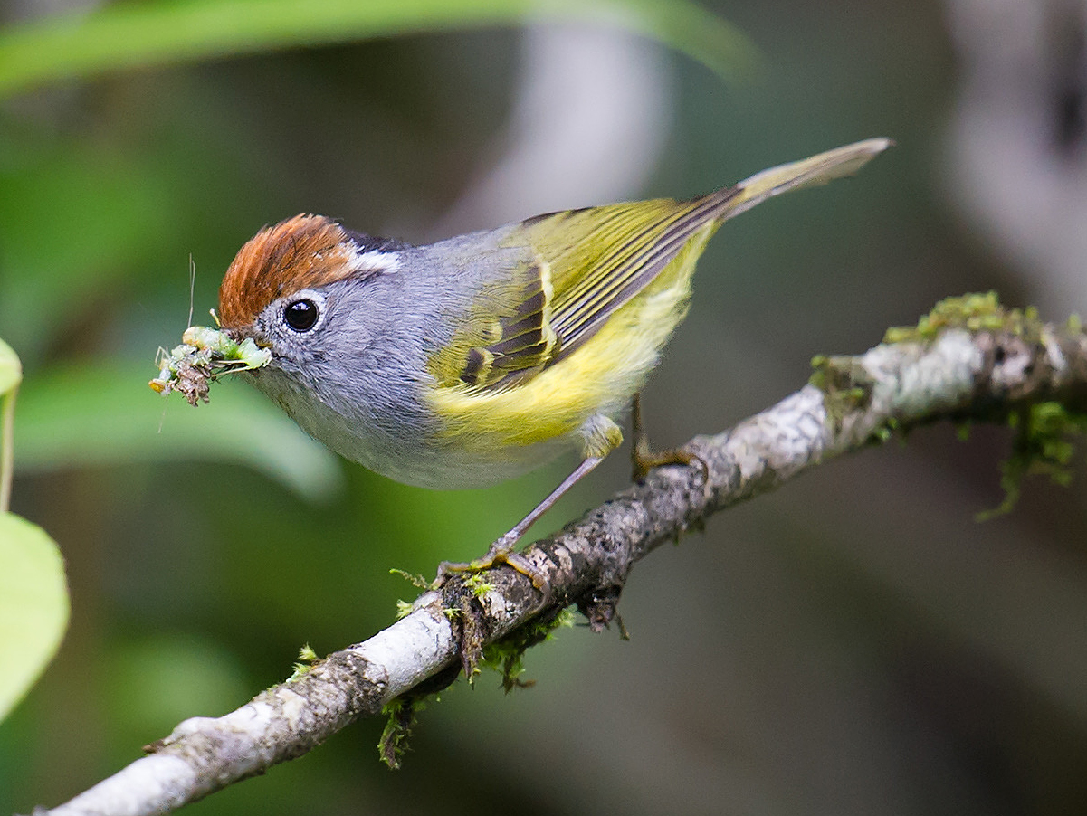 Chestnut-crowned Warbler