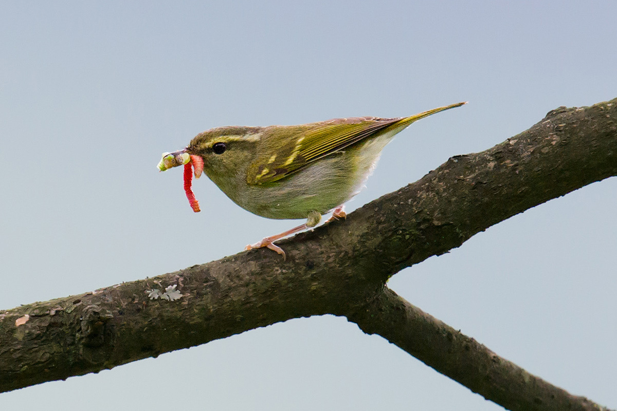 Emei Leaf Warbler