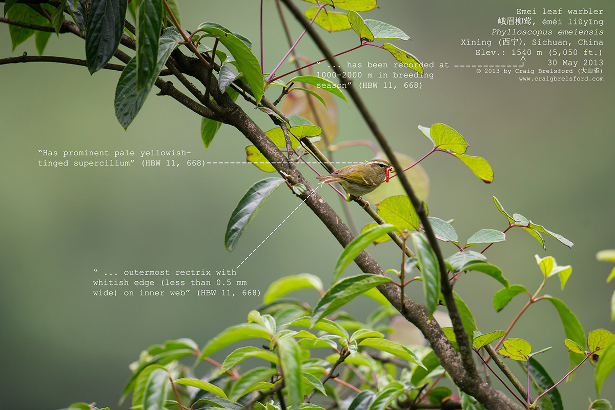 Emei Leaf Warbler