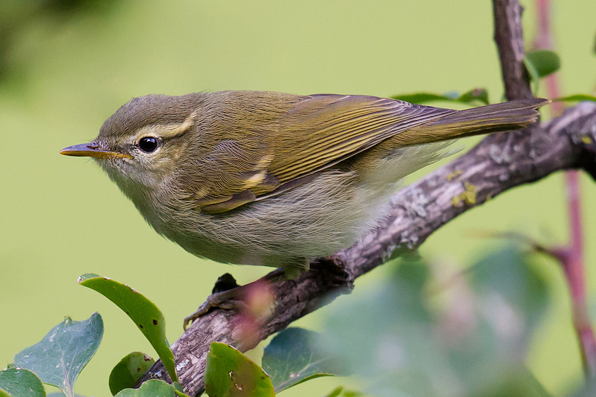 Greenish Warbler