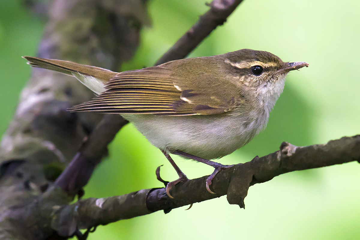 Large-billed Leaf Warbler