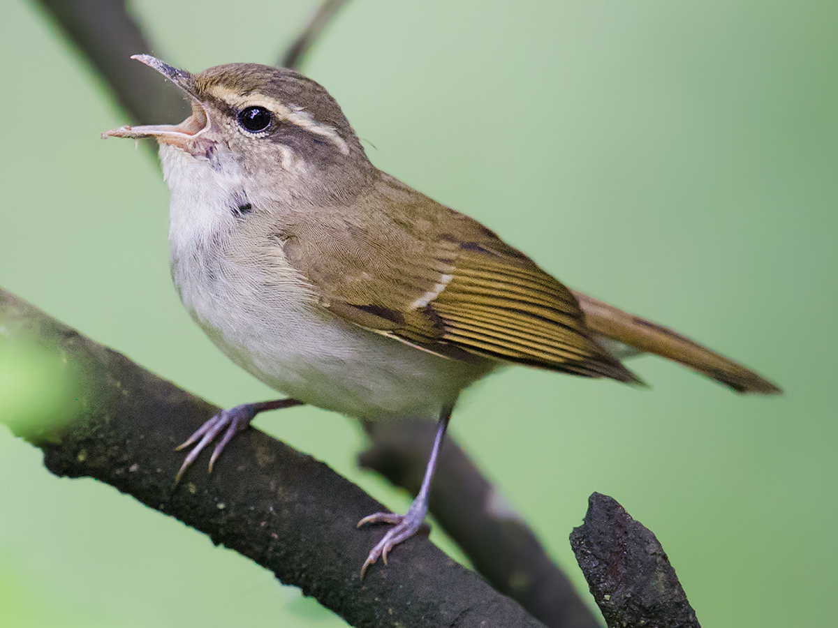 Large-billed Leaf Warbler