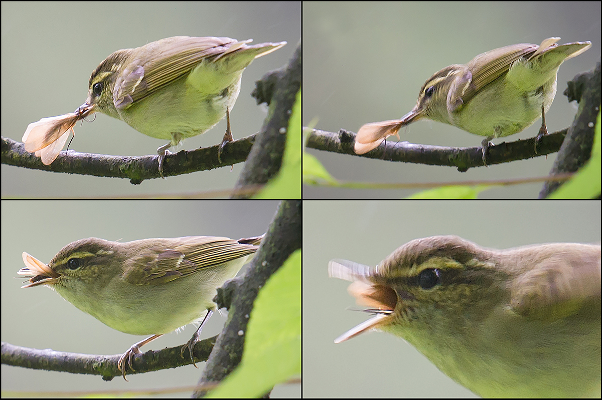 Large-billed Leaf Warbler