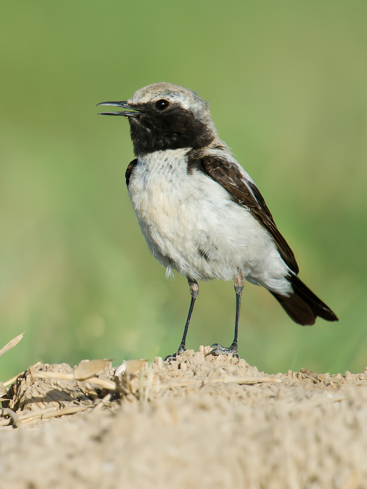 Desert Wheatear