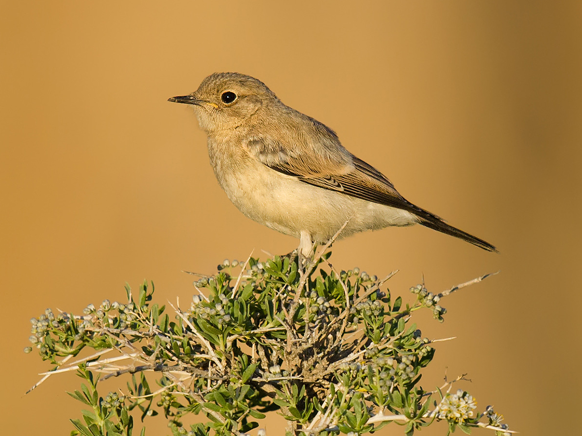 Desert Wheatear