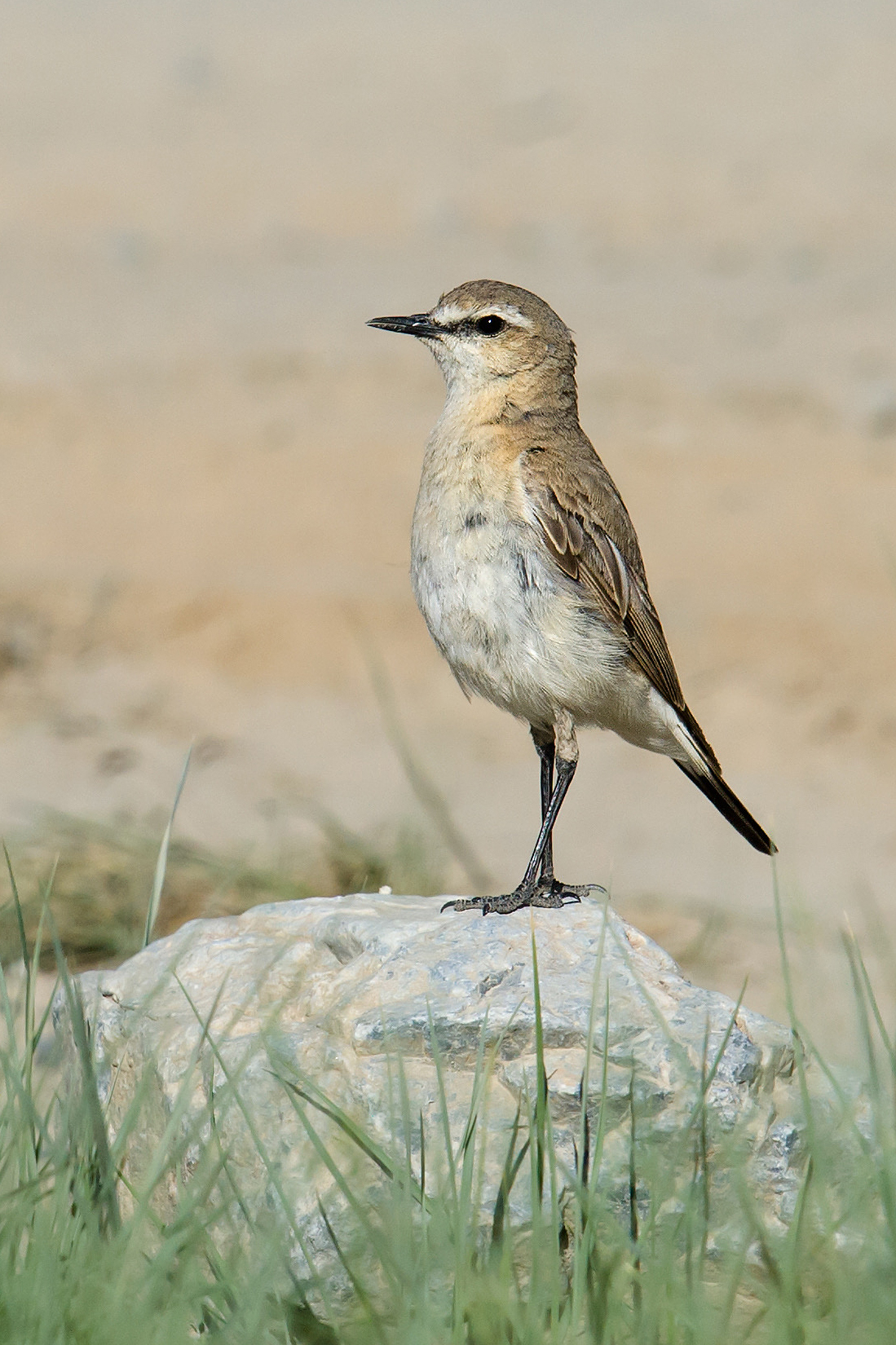 Isabelline Wheatear