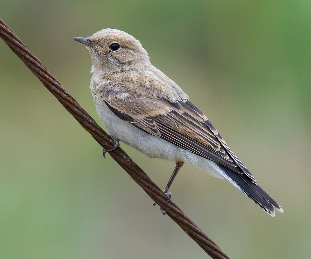 Pied Wheatear