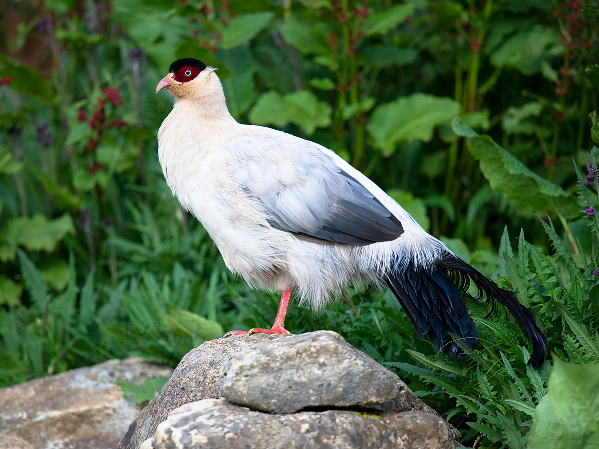 White Eared Pheasant