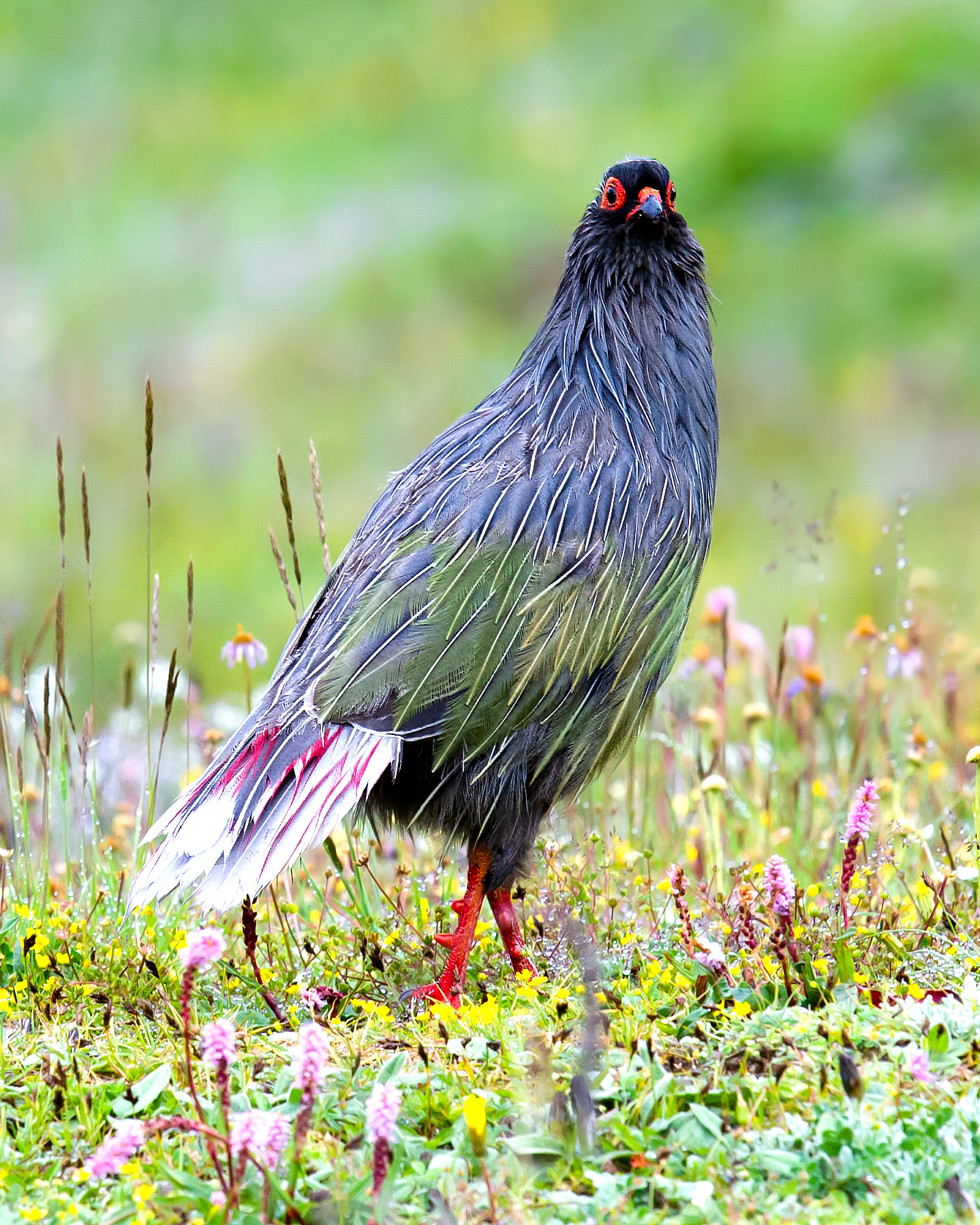 Blood Pheasant