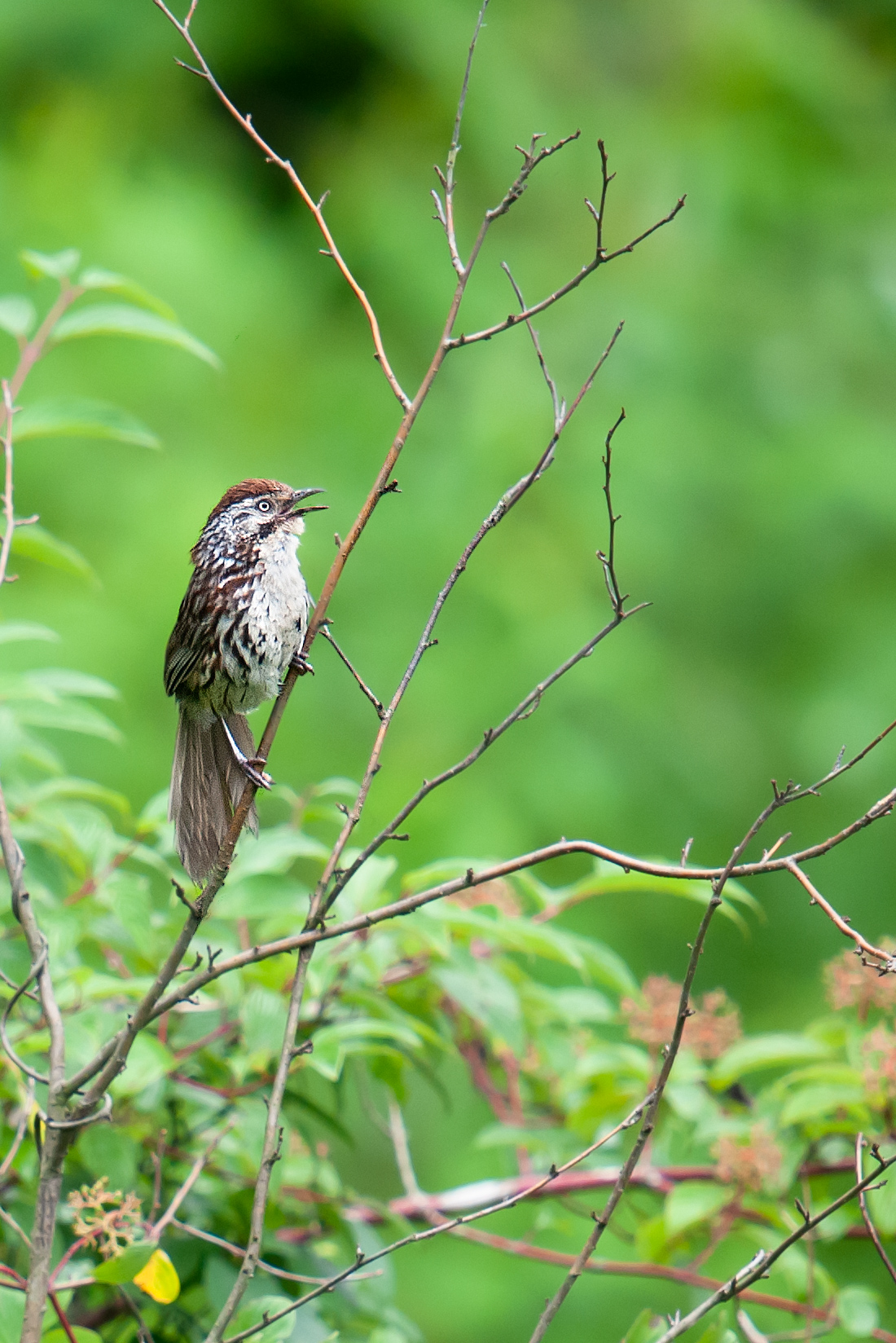 Chinese Babax