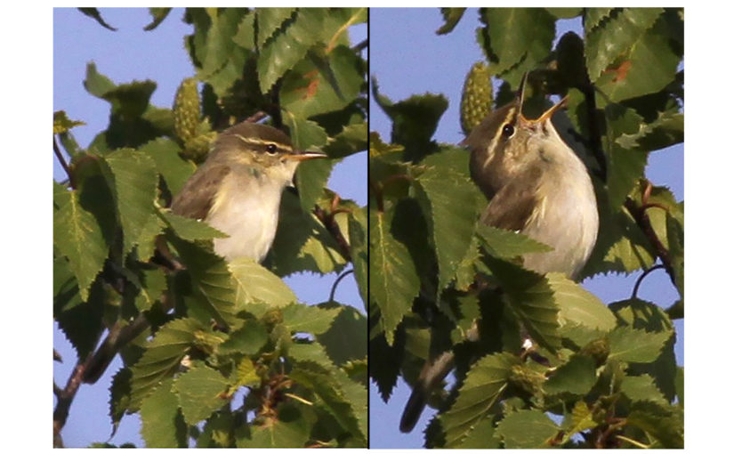 Experiencing Kamchatka Leaf Warbler on the Kamchatka Peninsula