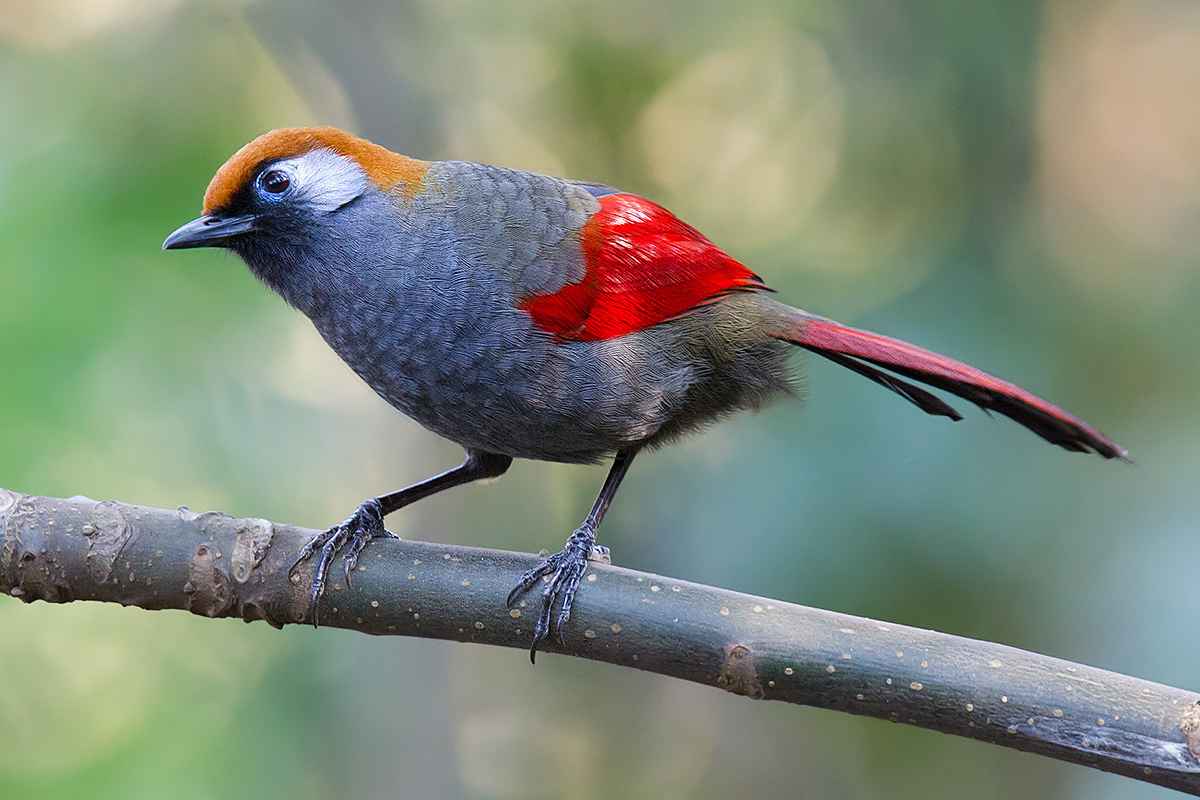 Red-tailed Laughingthrush