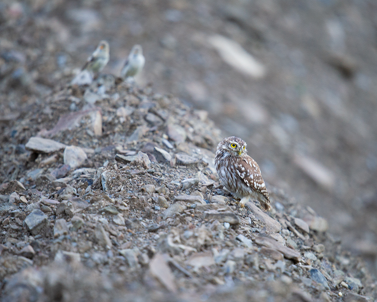 Little Owl