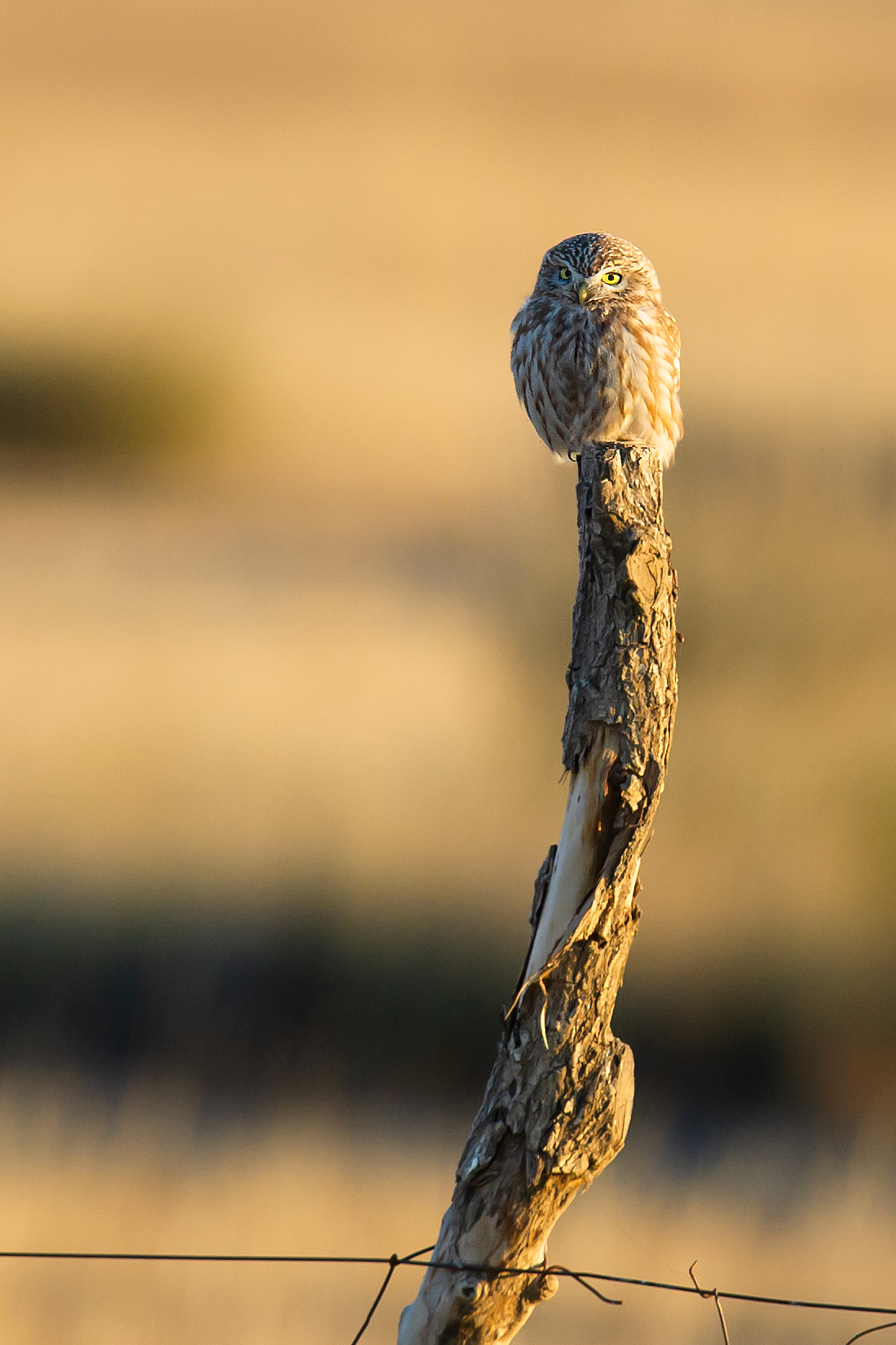 Little Owl