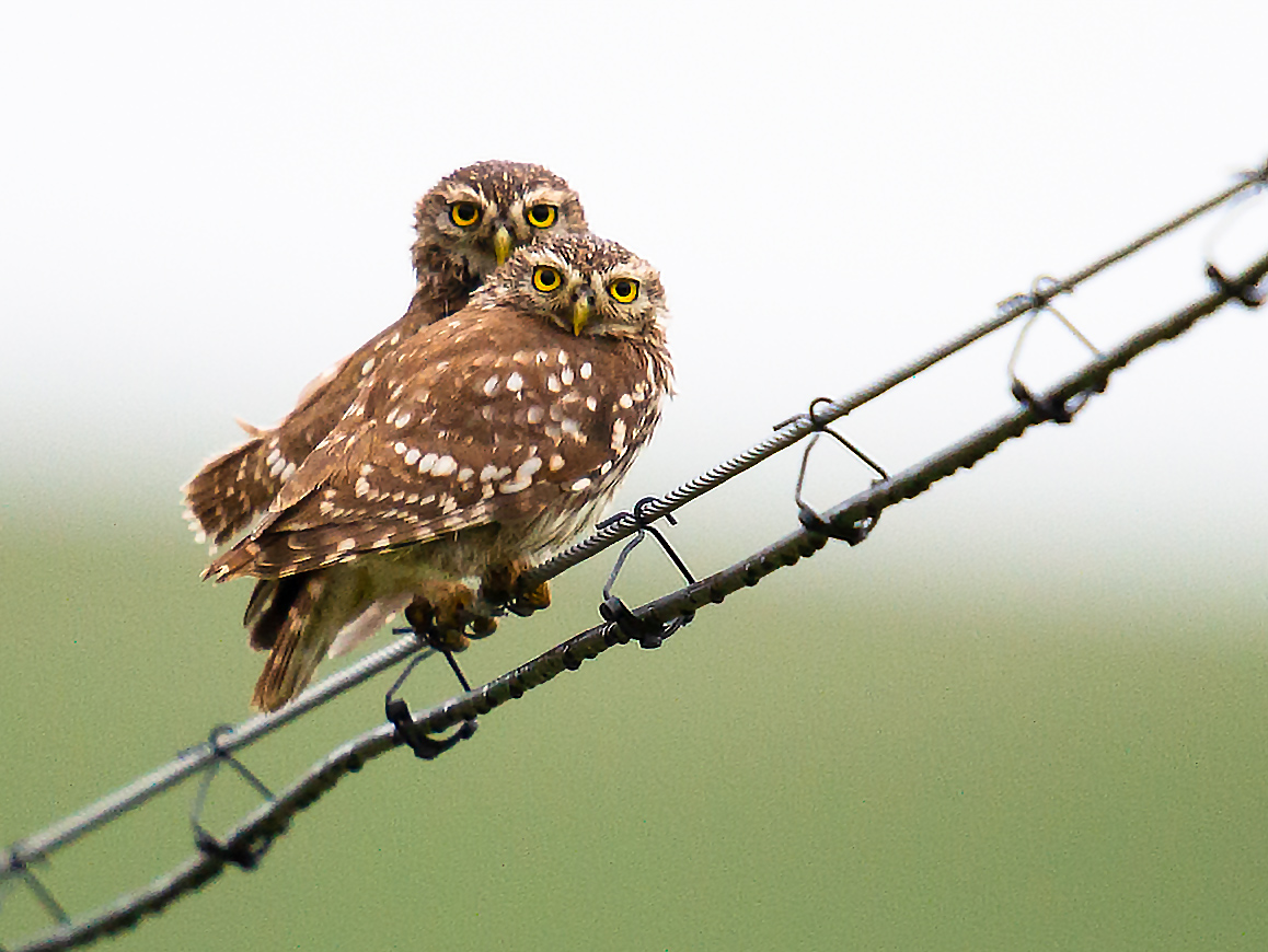 Little Owl