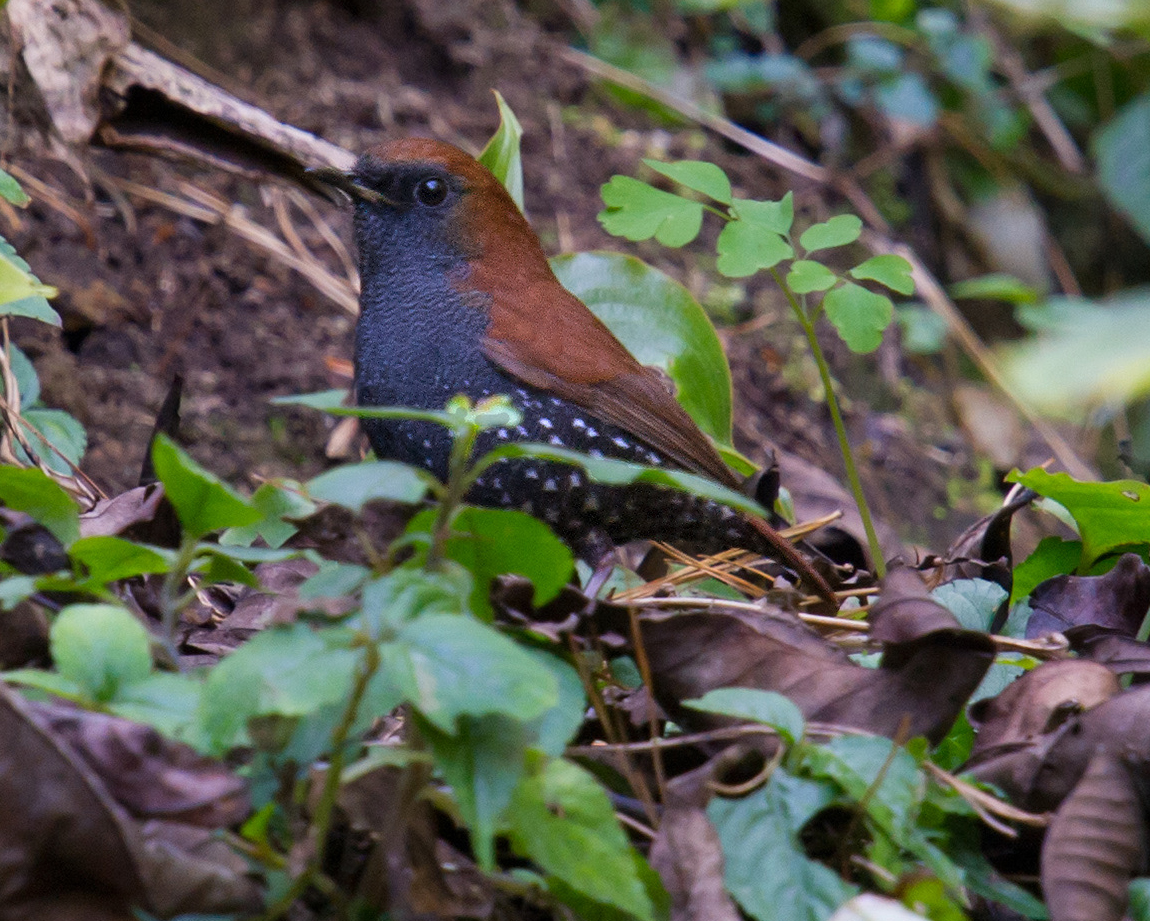 Gould's Shortwing