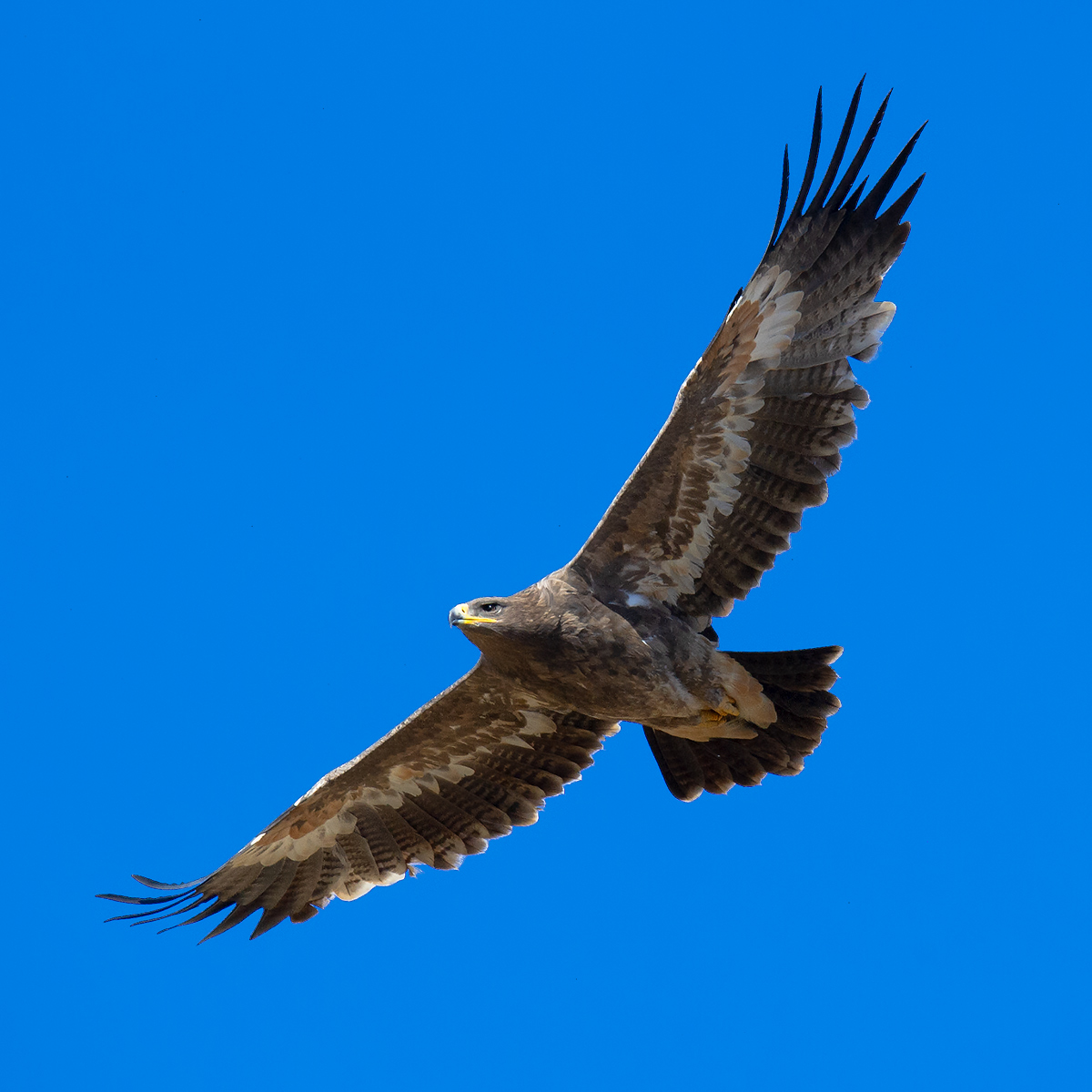 Steppe Eagle