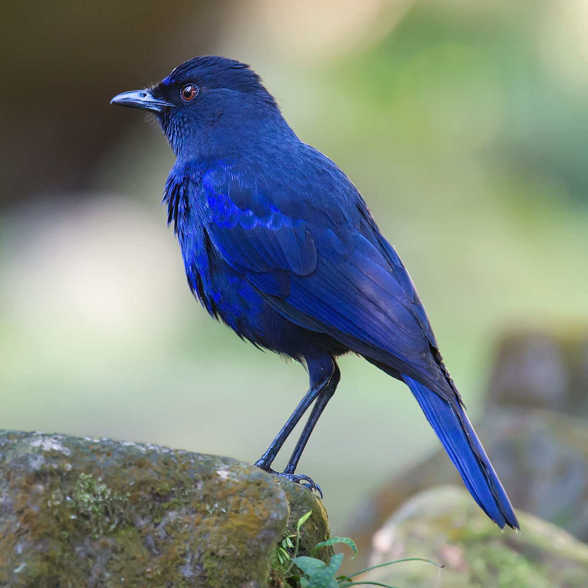 Taiwan Whistling Thrush