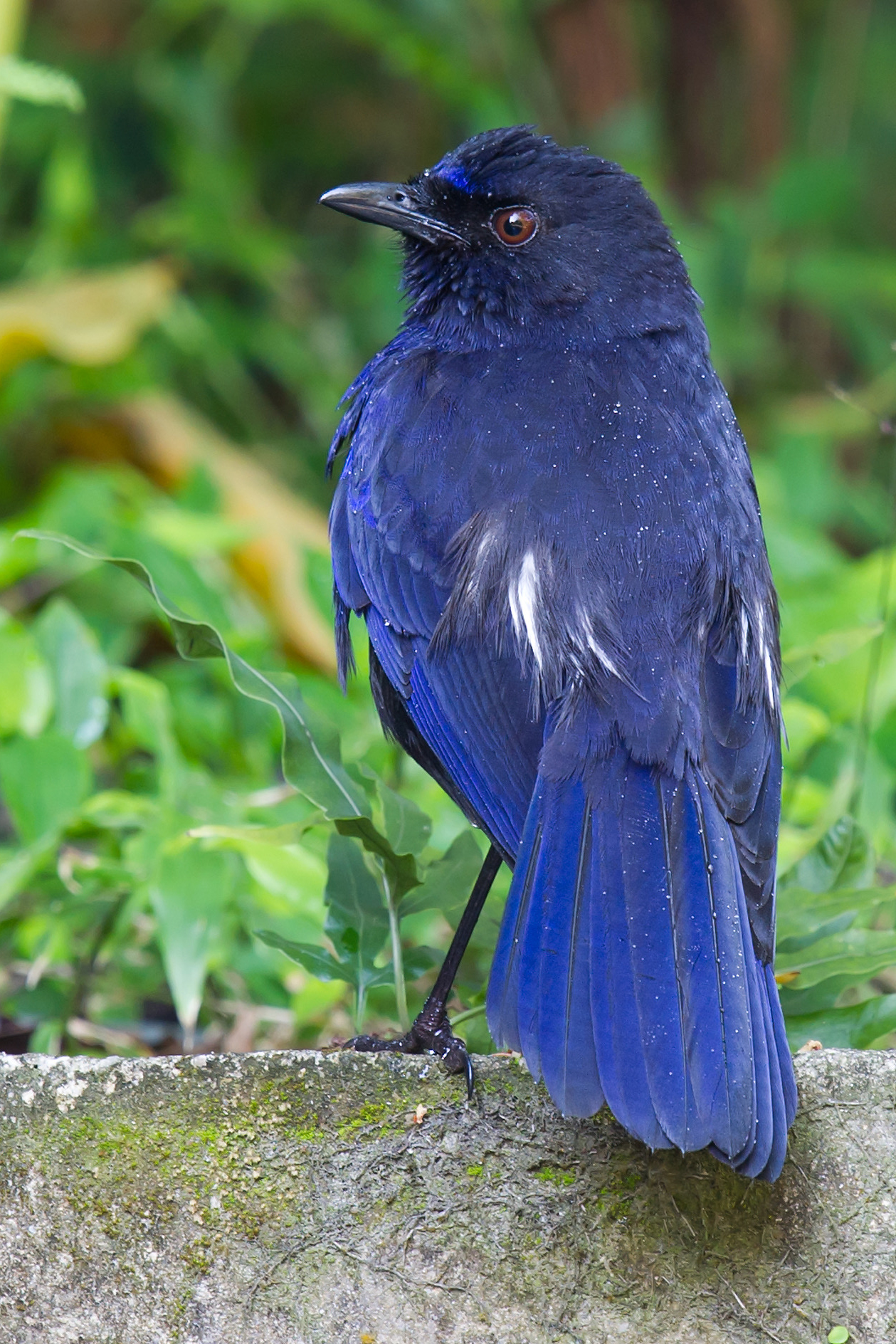 Taiwan Whistling Thrush