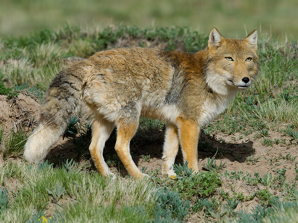 Tibetan Fox