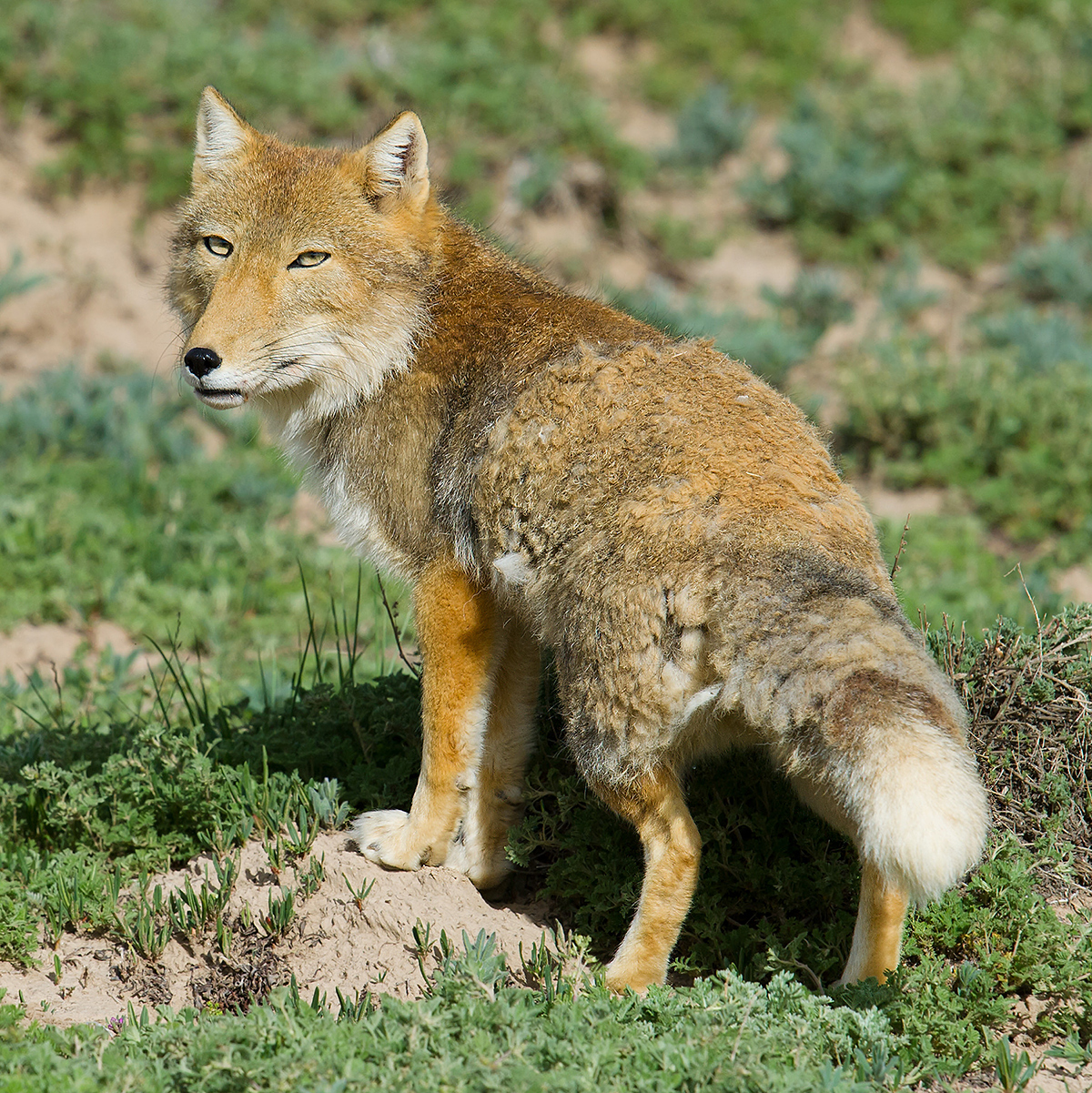 Tibetan Fox