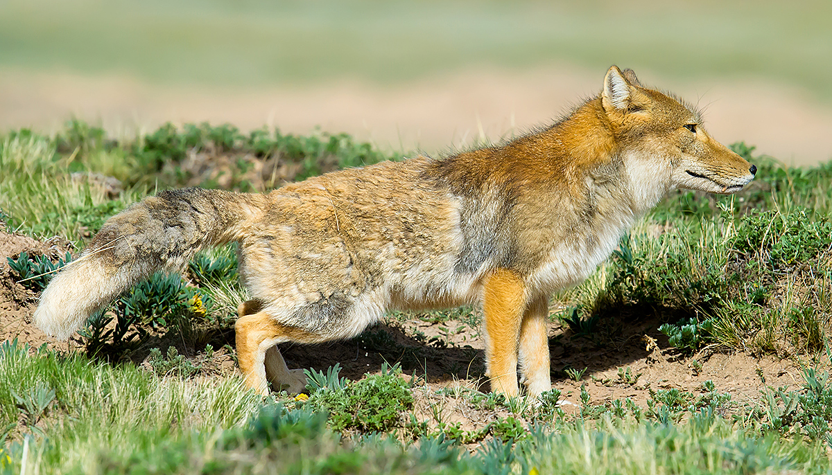 Tibetan Fox