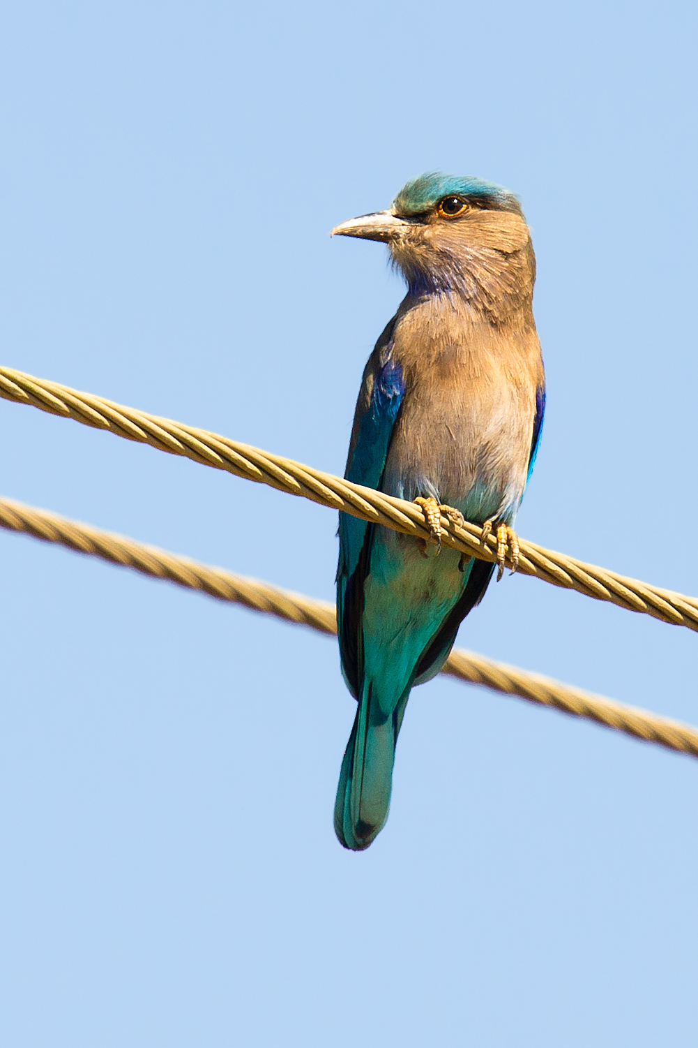 Indian Roller