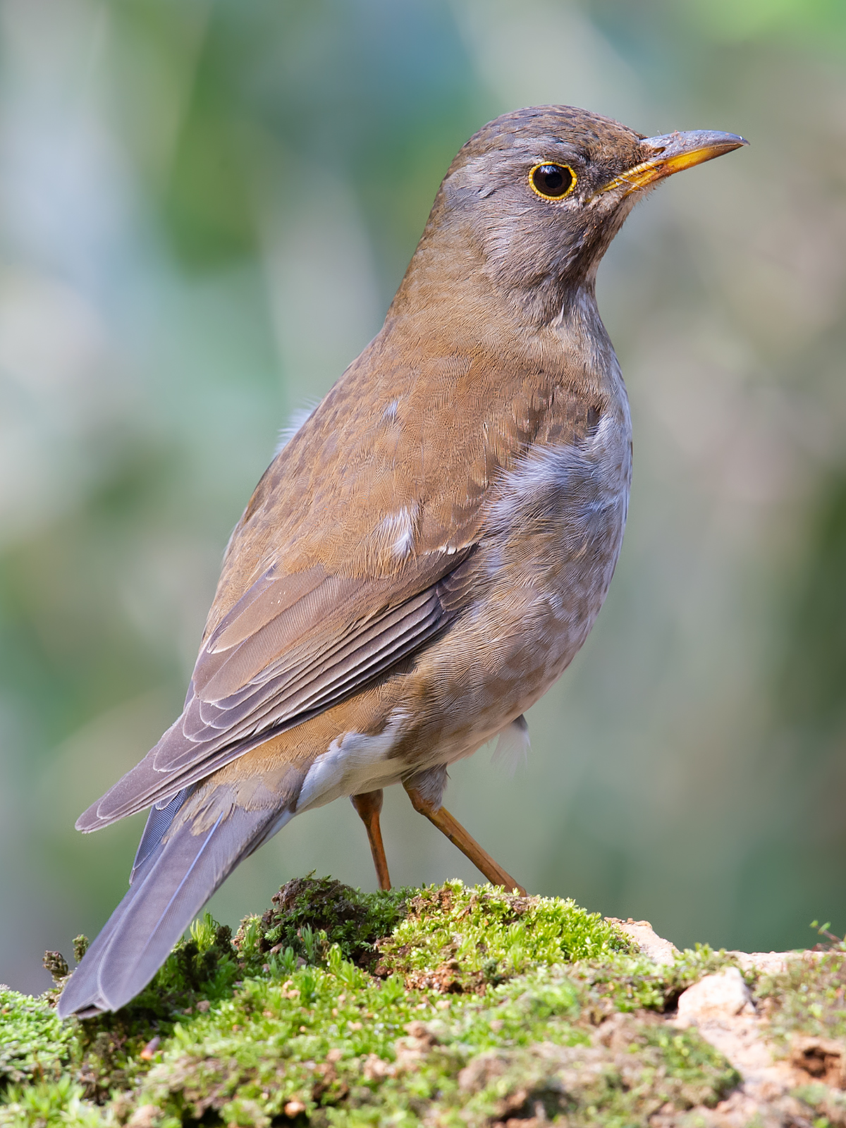 Red-flanked Bluetail - Shanghai Birding 上海观鸟