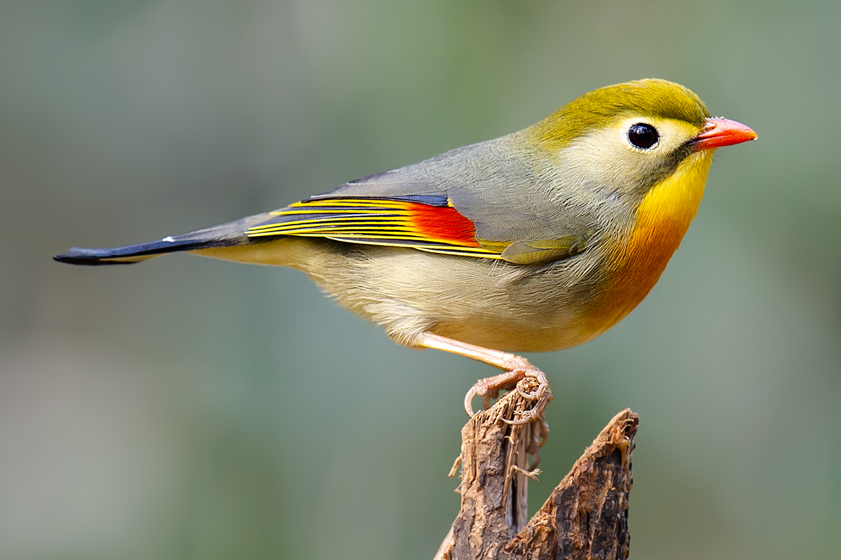 Red-billed Leiothrix