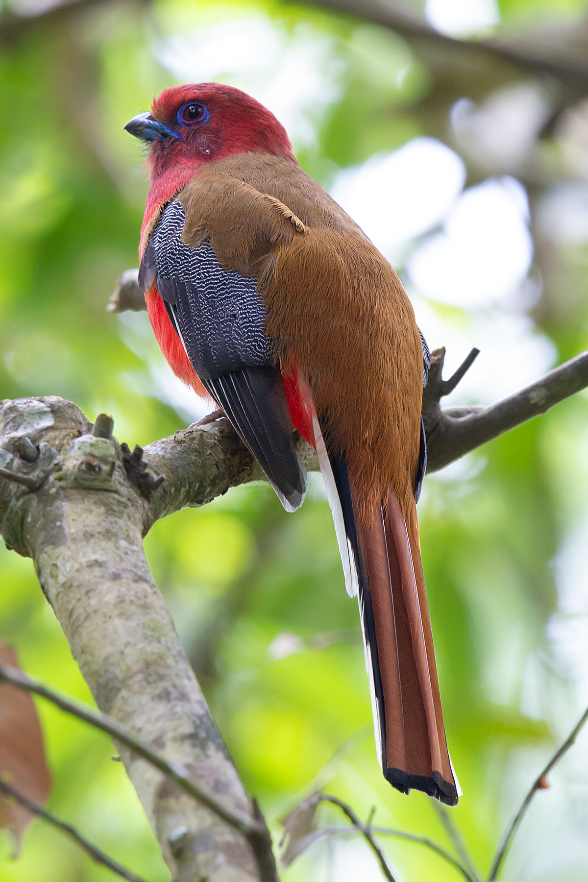 Red-headed Trogon