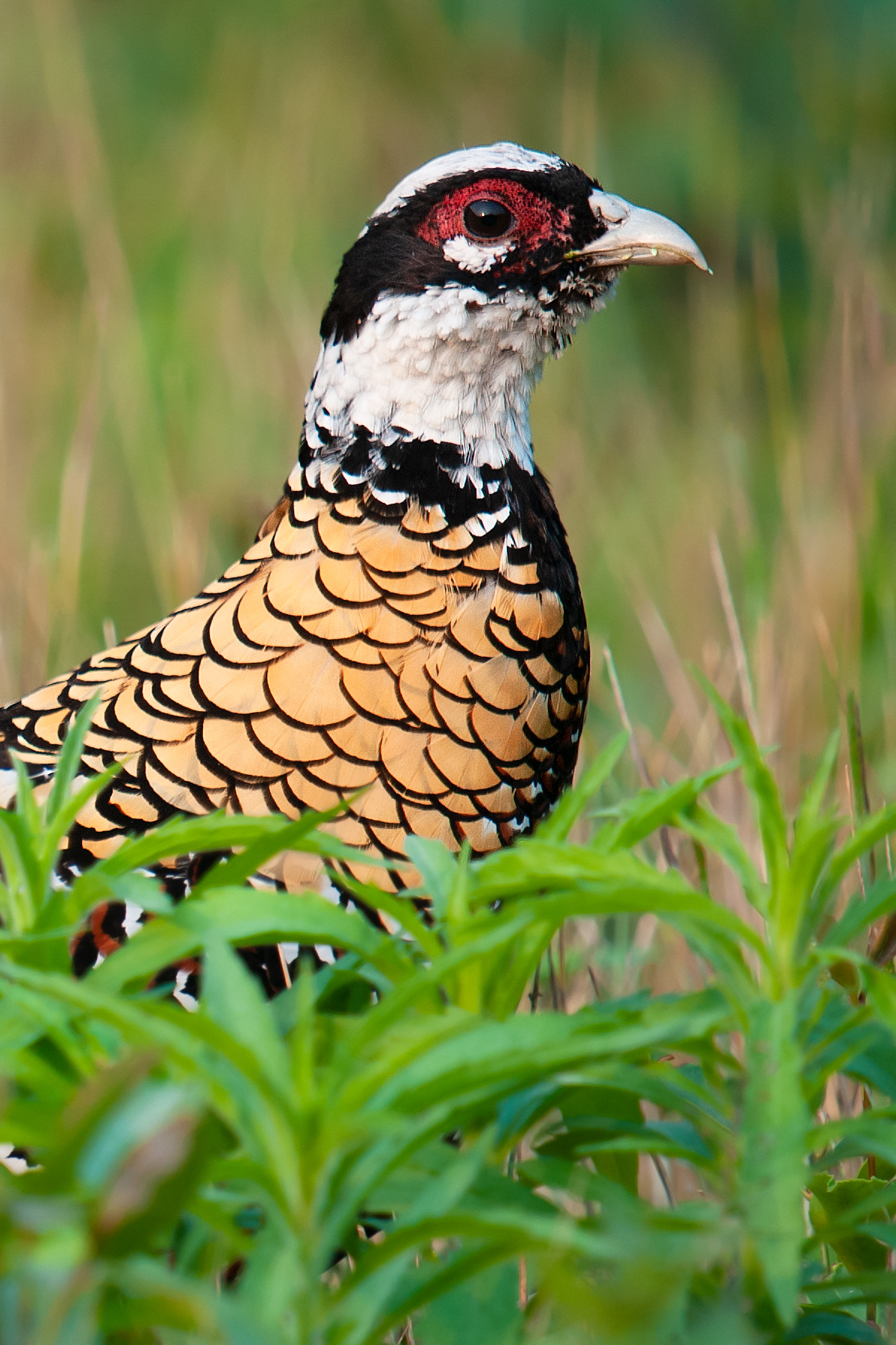 Reeves's Pheasant