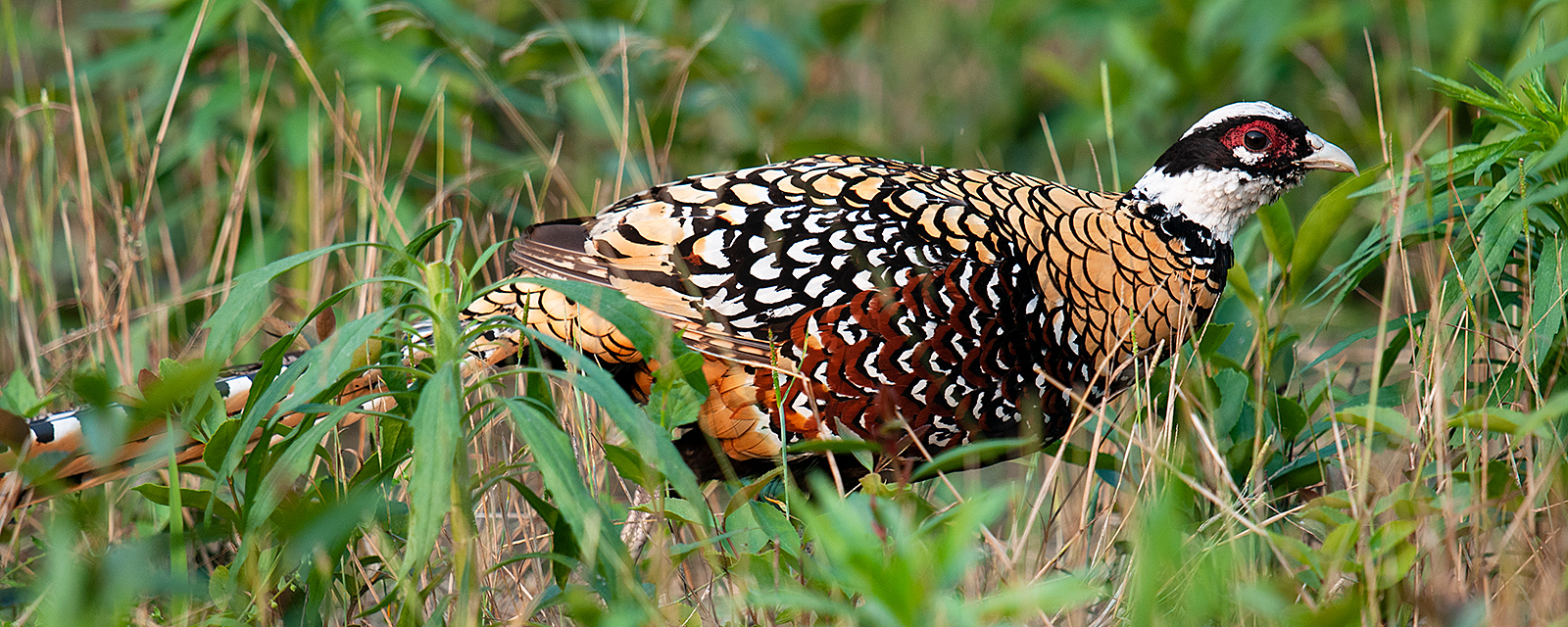 Reeves's Pheasant