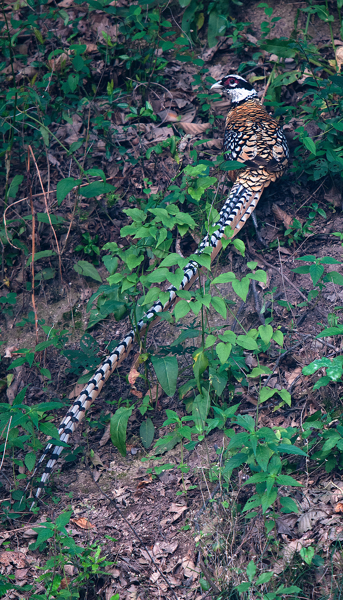 Reeves's Pheasant