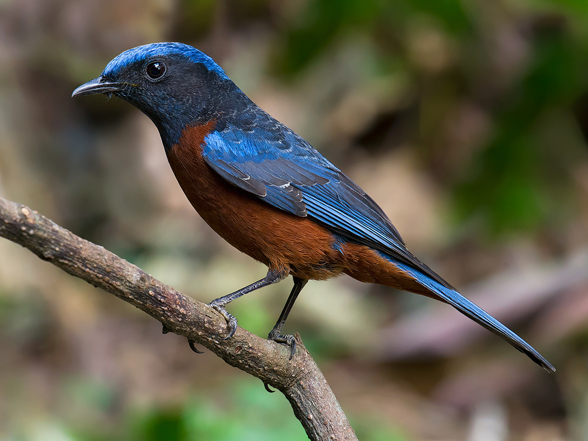 Chestnut-bellied Rock Thrush